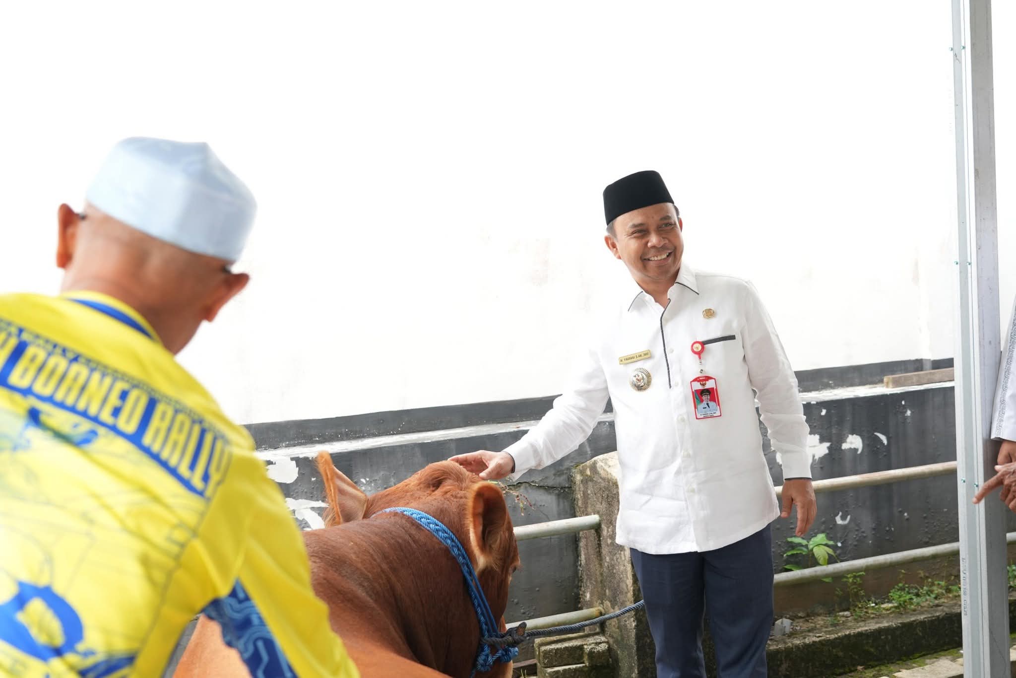 Bupati Tapin Serahkan Sapi Qurban Bantuan Kemasyarakatan Presiden